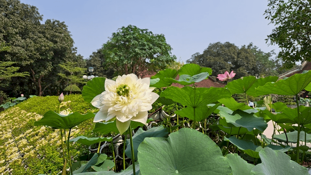 Khi mùa sen đến những bông hoa tỏa hương thơm ngát tạo nên khung cảnh thơ mộng. (Nguồn: Khu Di Tích Kim Liên - Di Tích Quốc Gia Đặc Biệt)